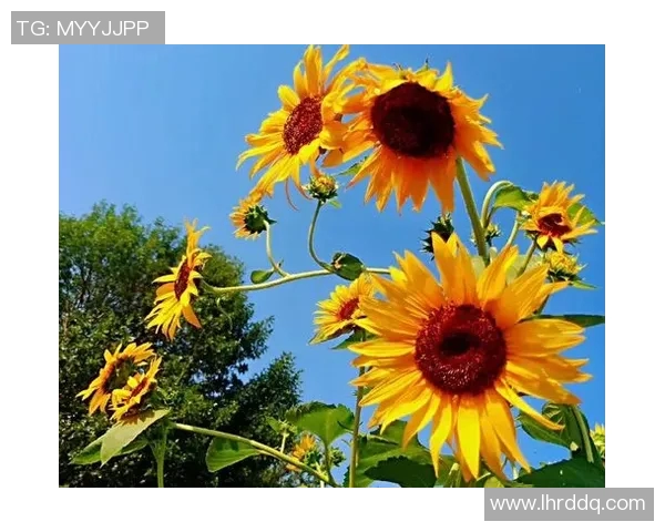 深圳街舞队默契配合的艺术探索与团队精神的深度剖析