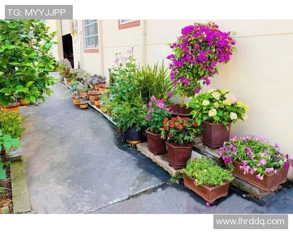 如何打造独具特色的盆栽花园，提升家庭环境的绿意与美感